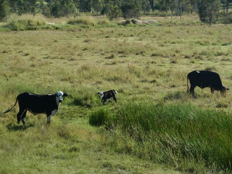 51 Cawarral Road, Tungamull, Cawarral QLD 4702