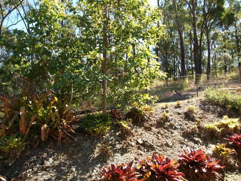 7 Felix Street, Cawarral QLD 4702