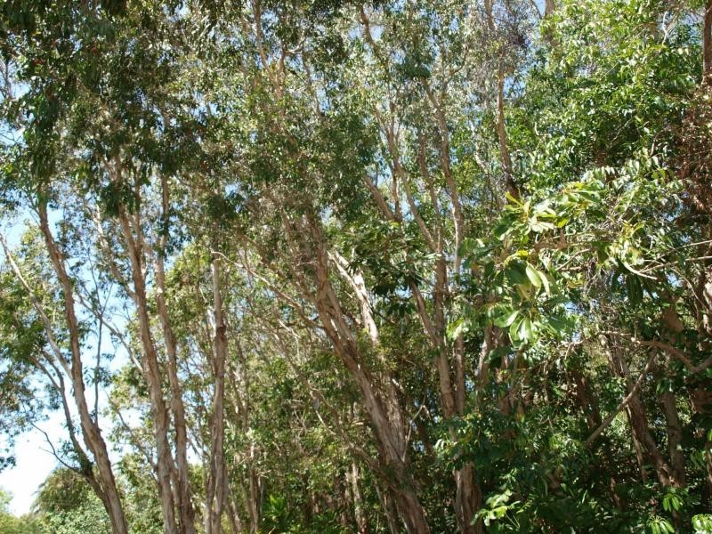 319 Byfield Road, Farnborough, Yeppoon QLD 4703