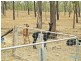 66 Dodson Lane, Cawarral QLD 4702