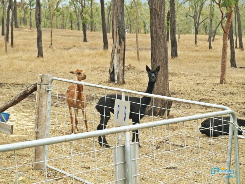 66 Dodson Lane, Cawarral QLD 4702