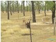 66 Dodson Lane, Cawarral QLD 4702