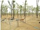 66 Dodson Lane, Cawarral QLD 4702