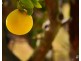 24 Larnach St, Zilzie QLD 4710