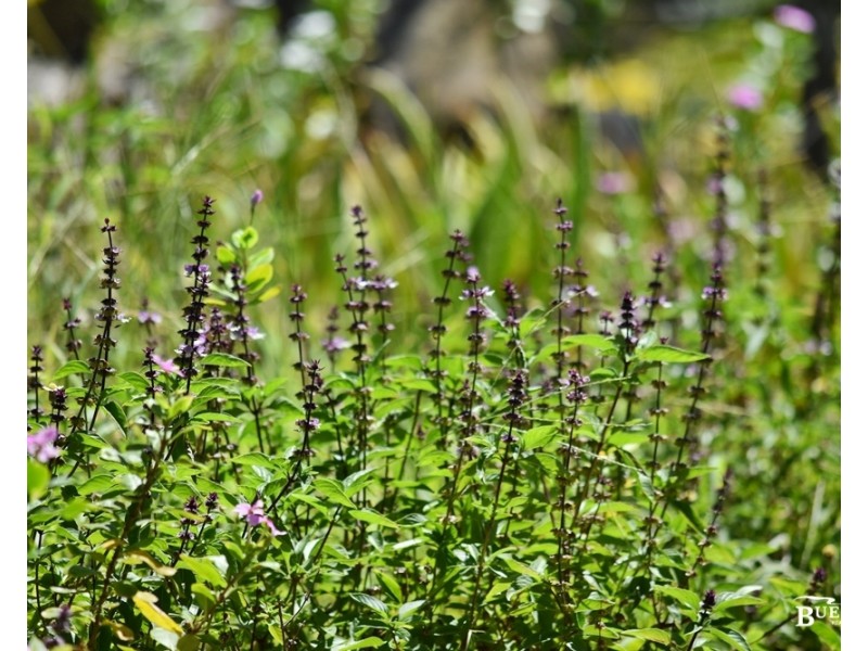 108 Pattison St, Emu Park QLD 4710