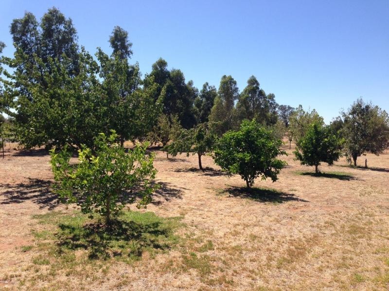 19 Mulumbah Street, Mulumbah Estate, Deniliquin NSW 2710