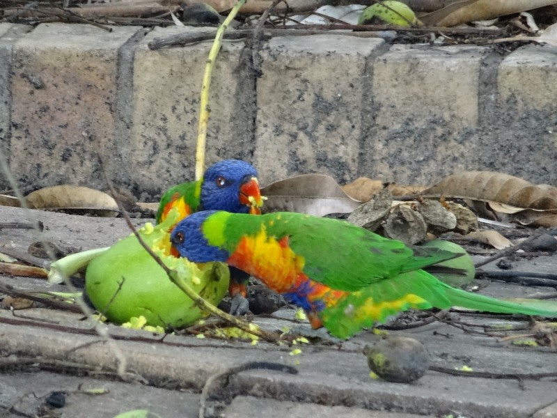 4 Yalgoo Ct, Mermaid Waters QLD 4218