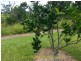 Silkwood QLD 4856