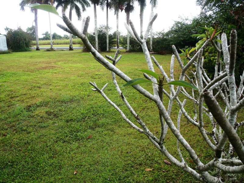 El Arish QLD 4855