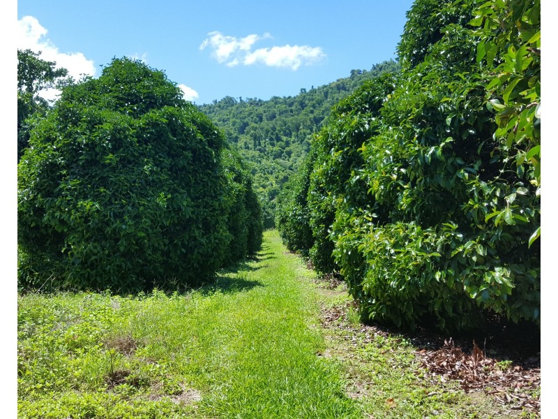 88 Gullotta Rd, Silkwood QLD 4856