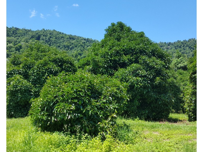 88 Gullotta Rd, Silkwood QLD 4856