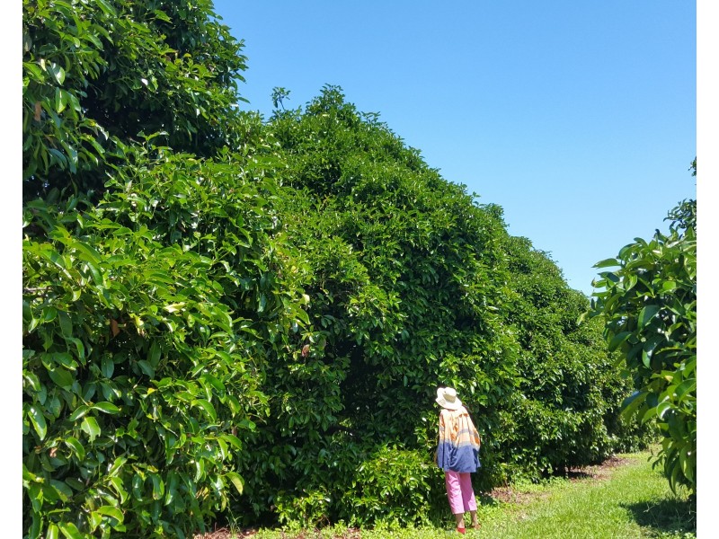 88 Gullotta Rd, Silkwood QLD 4856