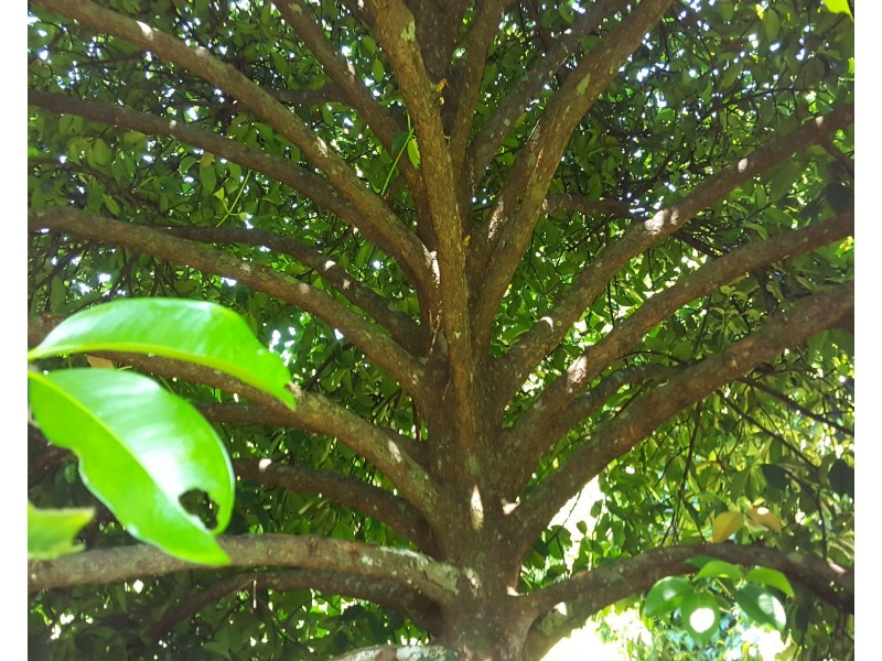 88 Gullotta Rd, Silkwood QLD 4856