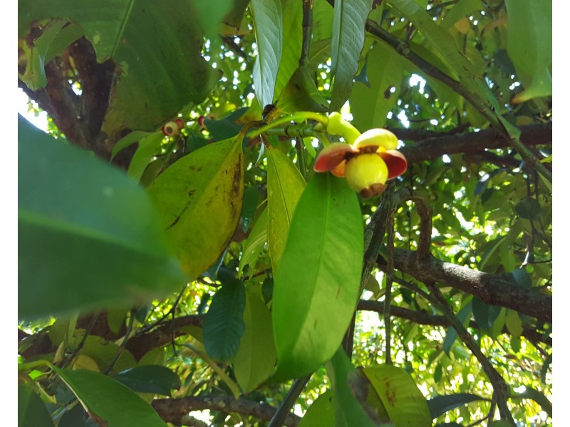 88 Gullotta Rd, Silkwood QLD 4856