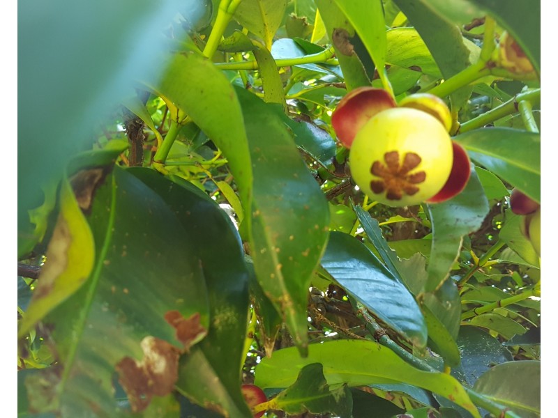 88 Gullotta Rd, Silkwood QLD 4856