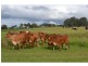 Maroon QLD 4310