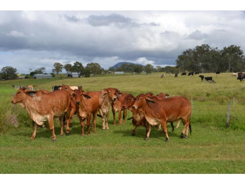 Maroon QLD 4310