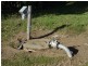 Moogerah QLD 4309