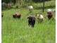 Moogerah QLD 4309
