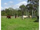 Moogerah QLD 4309