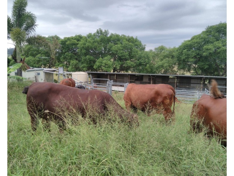 522 Teviotville Rd, Teviotville QLD 4309