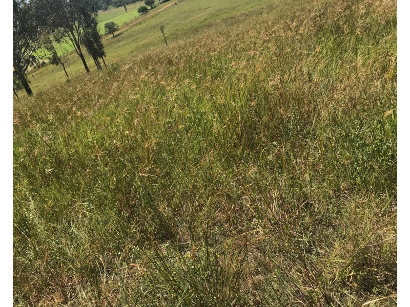 Allandale QLD 4310