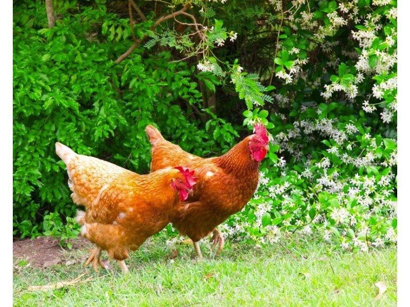 1120 Boonah Rathdowney Road, Coochin QLD 4310