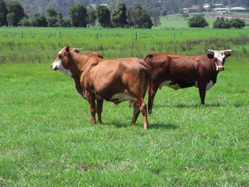 Lot 1293, 1292 Saleyards Road, Kempsey NSW 2440