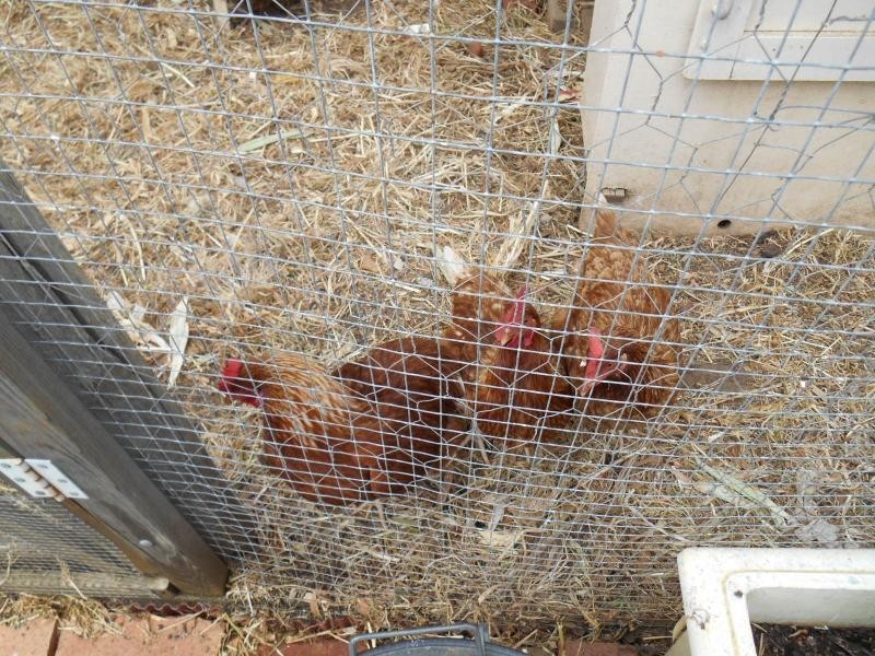 1 Glenelg Lane, Gawler SA 5118