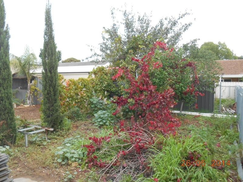 32 Shelley Avenue, Netley SA 5037