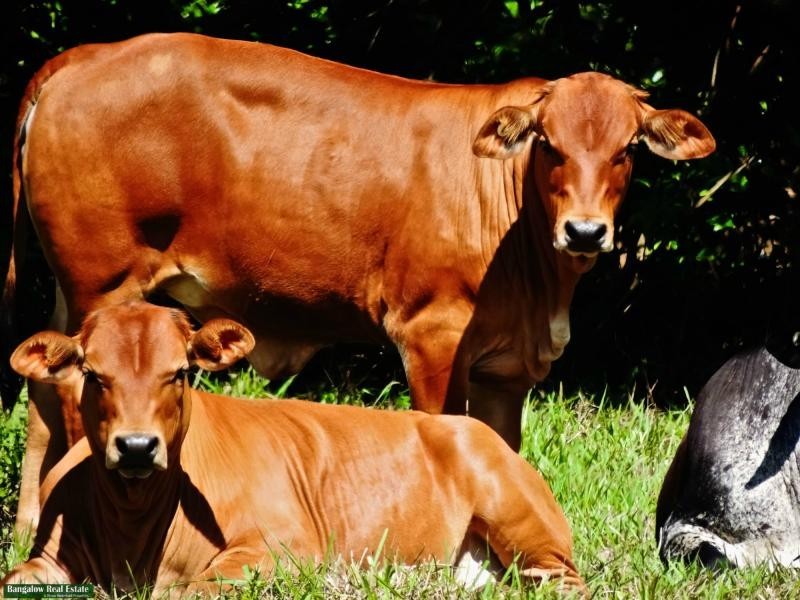 112 Bangalow Road, Nashua NSW 2479