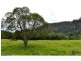 328 Upper Coopers Creek Road, Upper Coopers Creek NSW 2482