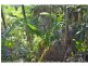 L1 Upper Coopers Creek Road, Rosebank NSW 2480
