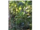 L1 Upper Coopers Creek Road, Rosebank NSW 2480