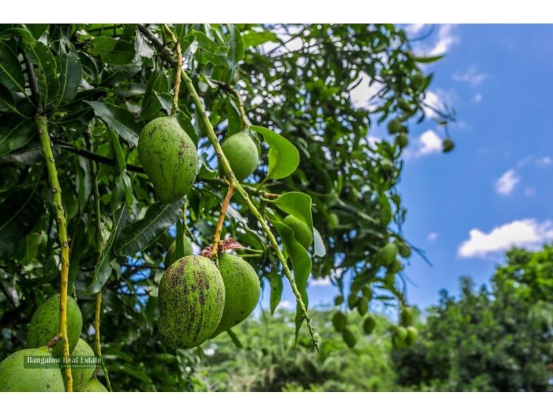 244 Goremans Road, Eureka NSW 2480