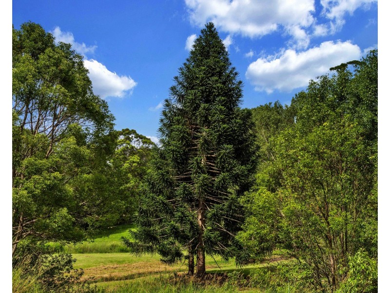 594 Hinterland Way, Newrybar NSW 2479