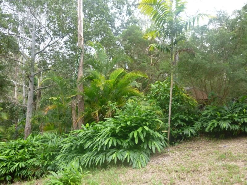 Eumundi QLD 4562