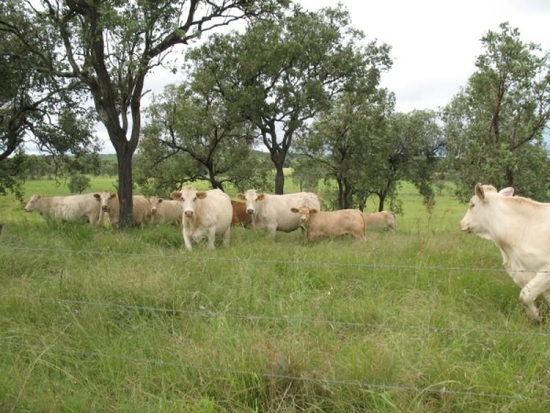 Lot 8 Fairdale Road, Wondai QLD 4606