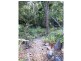 184 Stony Creek Road, Cardwell QLD 4849