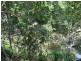 753 Kennedy Creek Road, Carruchan QLD 4816