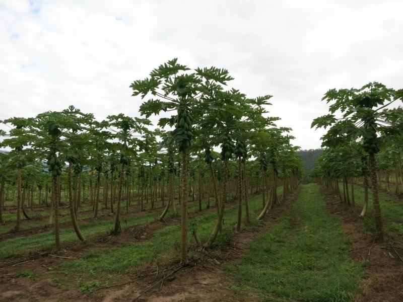 L44 Murray Falls Road, Murray Upper QLD 4854