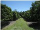 Lot 3 Lily Creek Road, Ellerbeck QLD 4816