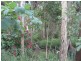 90 Bluff Road, Bilyana QLD 4854