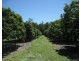 Lot 3 Lily Creek Road, Ellerbeck QLD 4816