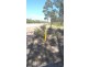 Lot 54, 98 Arnolds Road, Tara QLD 4421