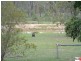 Dangore QLD 4610