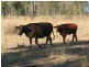 Dangore QLD 4610