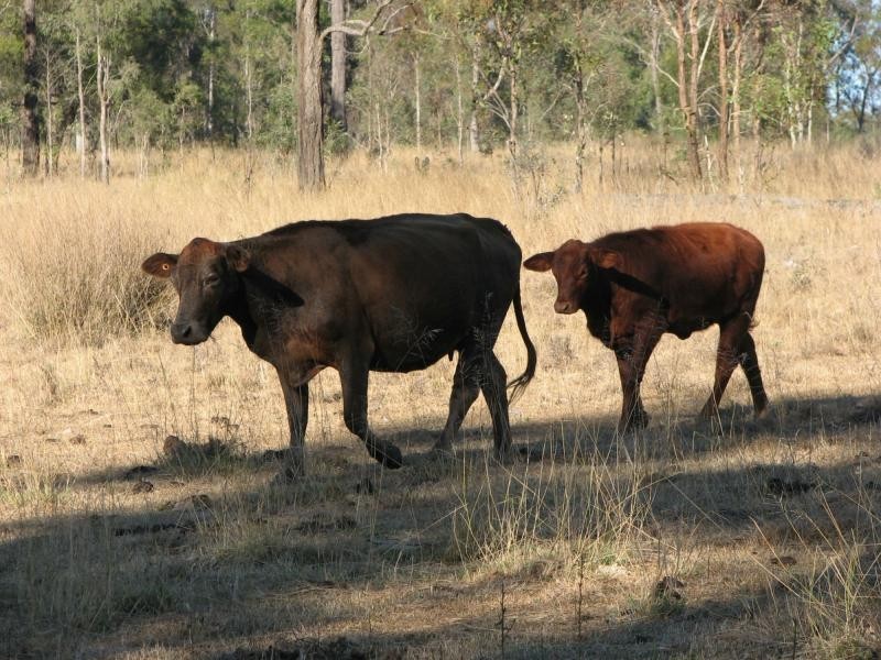 Dangore QLD 4610