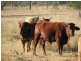 Dangore QLD 4610