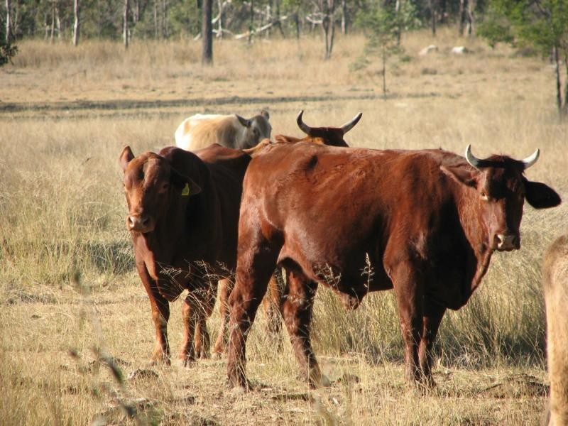 Dangore QLD 4610